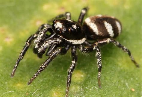 26 Black Spiders With White Spots Pictures And Identification