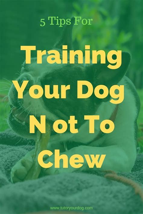 5 Tips For Training Your Dog Not To Chew Dog Training Training Your 5 Tips For Training Your Dog Not To Chew Dog Training Training Your