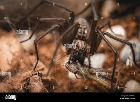 A Barn Funnel Weaver Spider Tegenaria Domestica Is Seen Devouring Its A Barn Funnel Weaver Spider Tegenaria Domestica Is Seen Devouring Its
