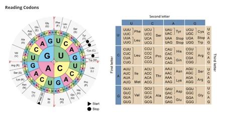 A Circular Code Table