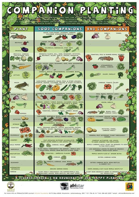 A Kinda Quick Guide To Companion Planting Erica Rascon