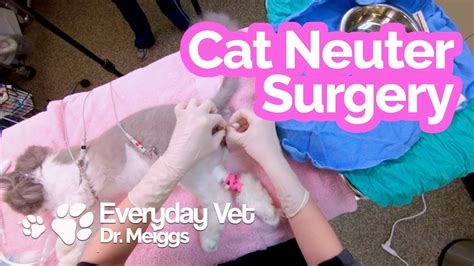 Neutered Cat After Care Tips