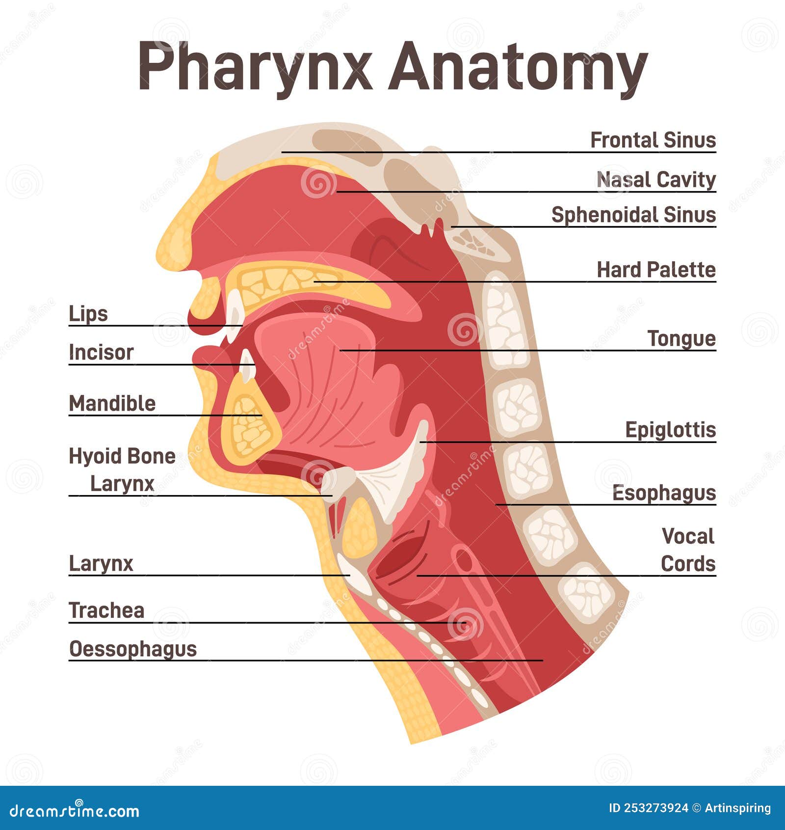 Airway Anatomy