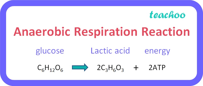 Anaerobic Respiration Equation