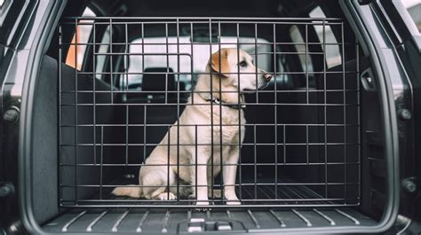 Are Dogs Safe In Crate Car Are Dogs Safe In Crate Car