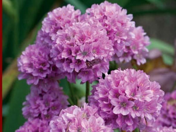The Origins and History of Armeria: Tracing Its Cultural Roots