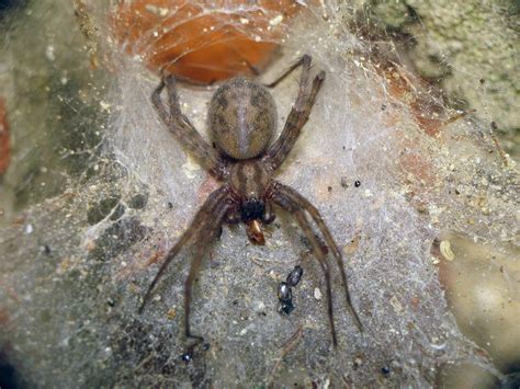 Barn Funnel Weaver Spiderspotter Barn Funnel Weaver Spiderspotter