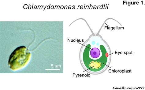 Basis For The Phototaxis Sign Reversal In The Green Alga Chlamydomonas Reinhardtii Studied By High Speed Observation Biorxiv Basis For The Phototaxis Sign Reversal In The Green Alga Chlamydomonas Reinhardtii Studied By High Speed Observation Biorxiv