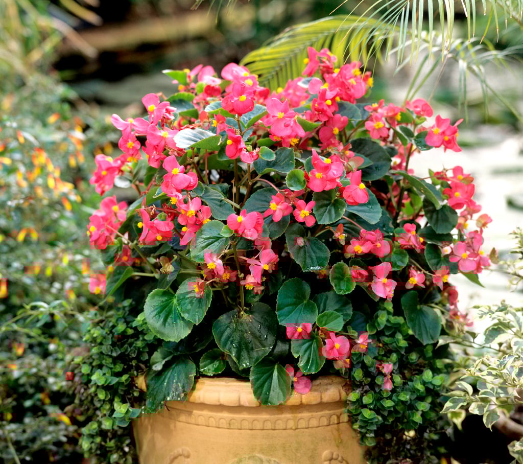 Begonia Angel Wing