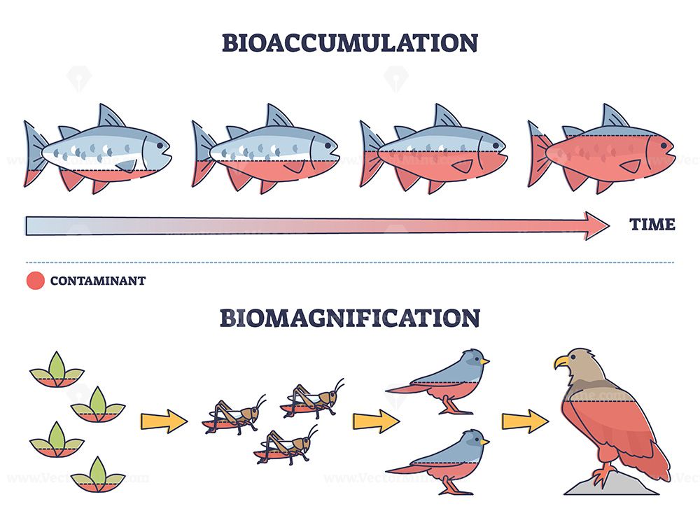 Bioaccumulation Vs Biomagnification
