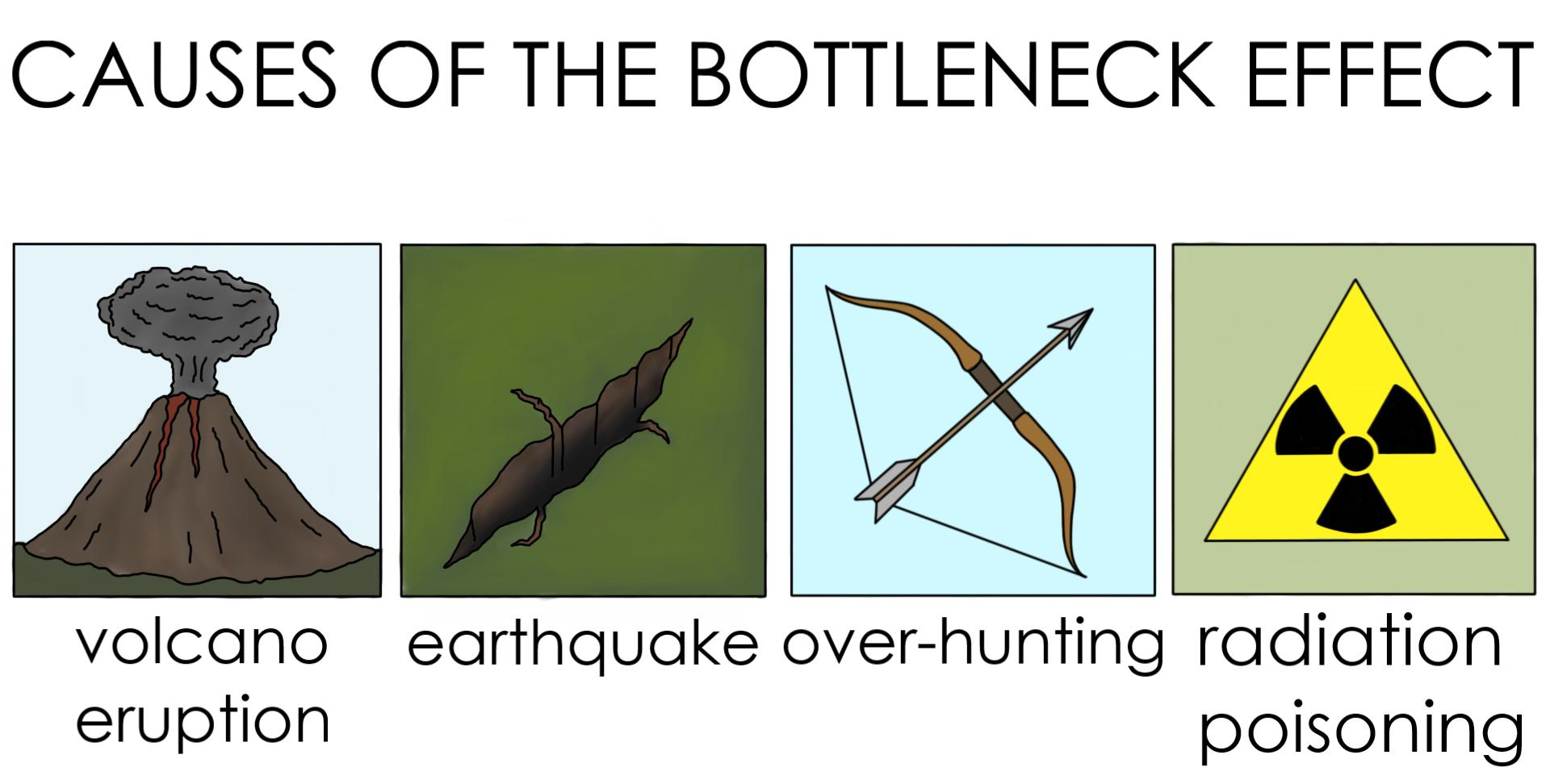 Bottleneck Effect Definition Biology