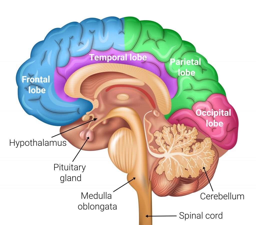Brain And Cranial Nerves Lab Anatomy And Physiology I Oer Lab Manual