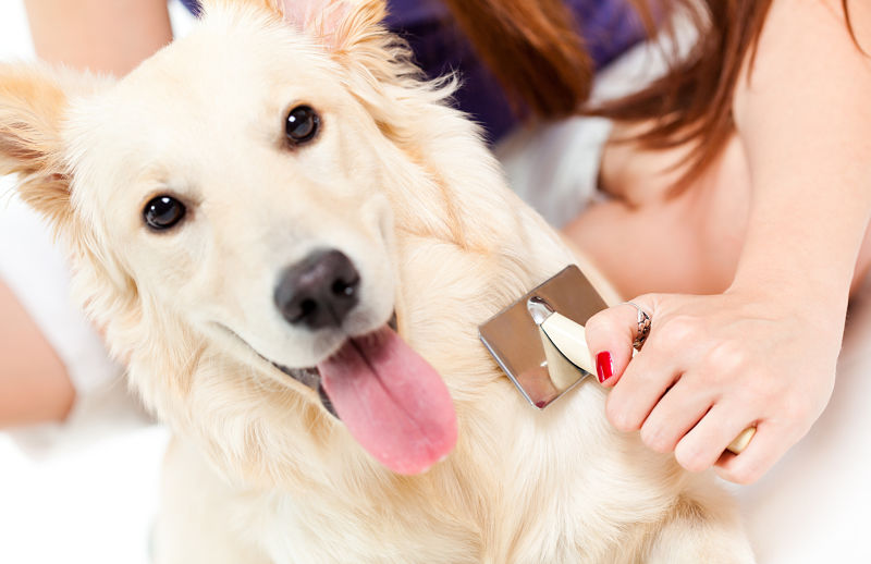 Brushing Your Dog S Coat Yeah It S Important Primo Pup Vet Health