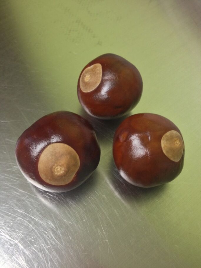 Buckeye Classic 2025 Preview