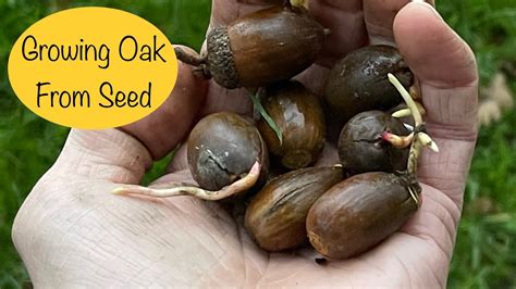 Buy Oak Tree Seeds Complete Planting Guide For Strong Healthy Growth