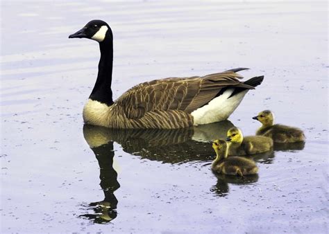 Canada Goose Facts Habitat Diet Predators And More Canada Goose Facts Habitat Diet Predators And More