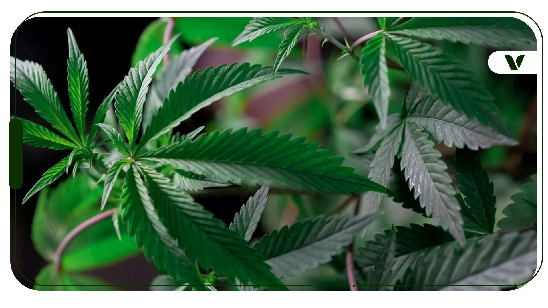 Unlocking the Secrets of Cannabis Sugar: A Sweet Twist in Cannabis Edibles