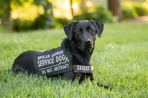 Cares Inc Service Dog Assistance