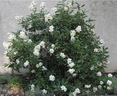 Carpenteria Californica Bush Or California Anemone 50 Seeds Carpenteria Californica Bush Or California Anemone 50 Seeds