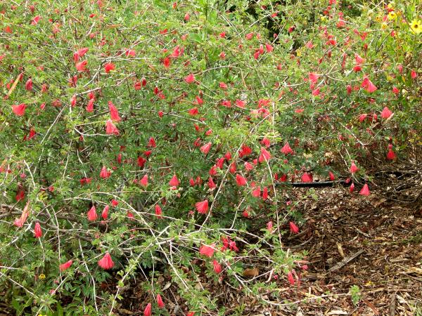 Carpenteria Californica Native Plant Database Carpenteria Californica Native Plant Database