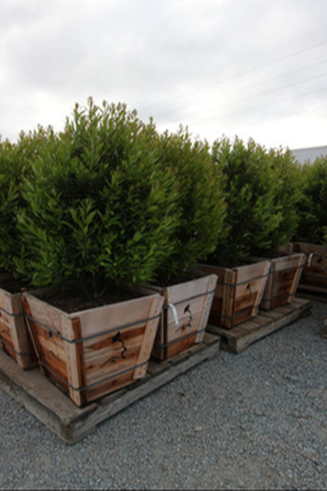 Carpenteria Californica: Discover the 85% Native Plant Resilience Rate