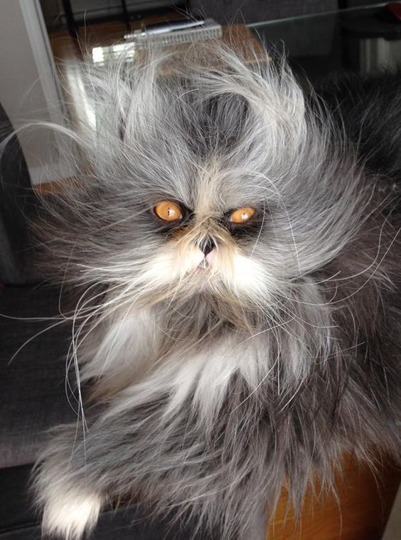 Cat For Adoption Dot A Domestic Short Hair In Dyersburg Tn Petfinder