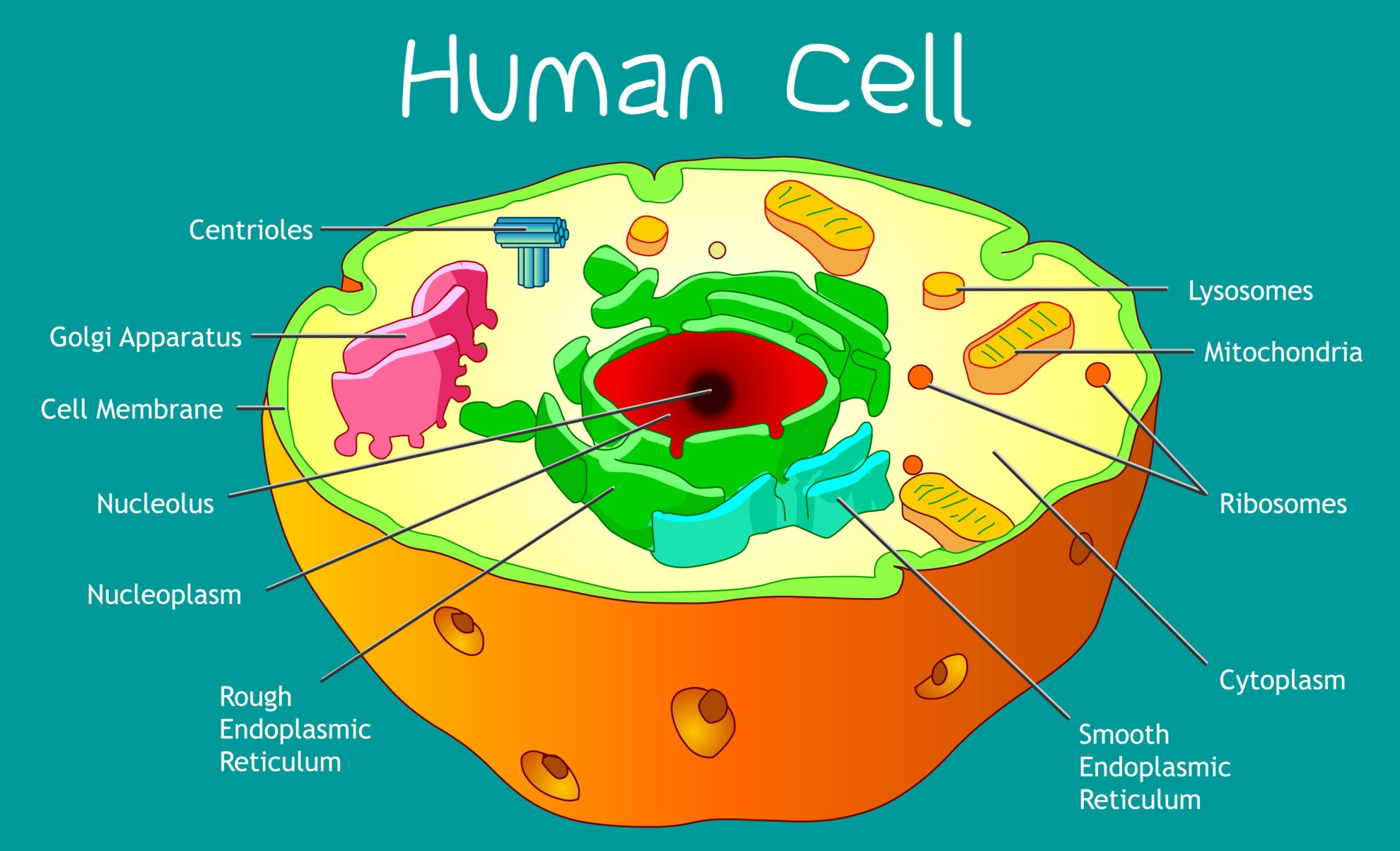 Cell Structure And Function Ppt Video Online Download Cell Structure And Function Ppt Video Online Download