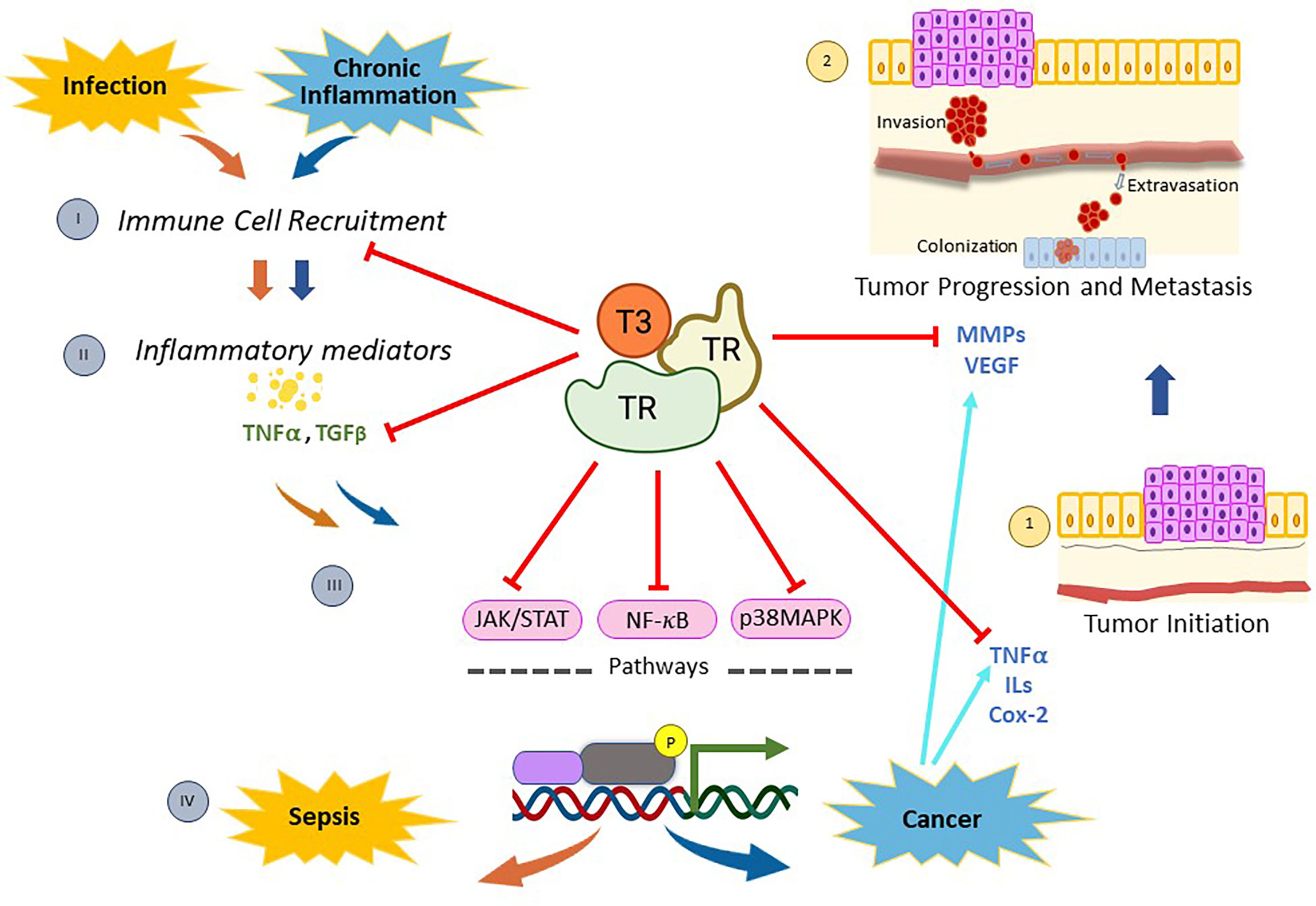 Cellular Zinc Metabolism And Zinc Signaling From Biological Functions To Diseases And Therapeutic Targets Signal Transduction And Targeted Therapy