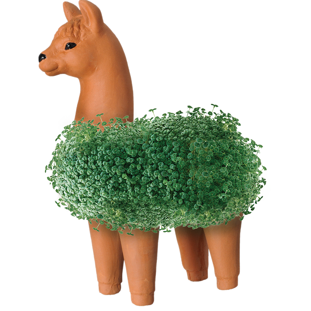 Chia Pet Car Collectibles