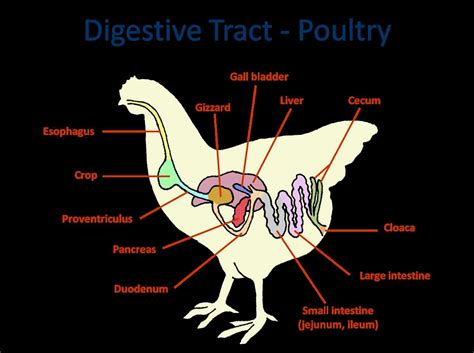 Chicken Digestion Process