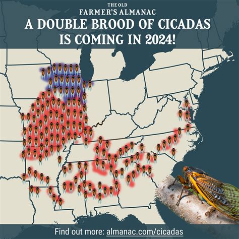 Cicada Map 2024 Illinois