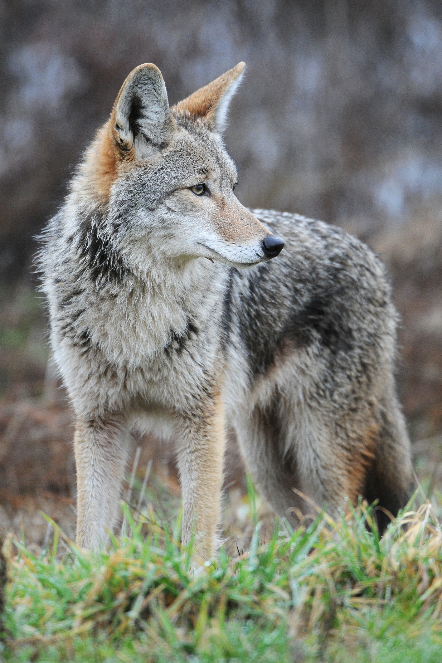 Coyotes Facts About The Wily Members Of The Canidae Family Live Science Coyotes Facts About The Wily Members Of The Canidae Family Live Science