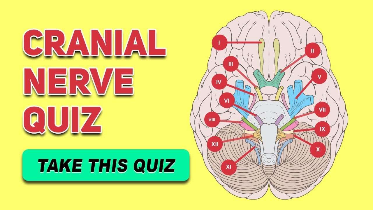 Cranial Nerves Label Quiz