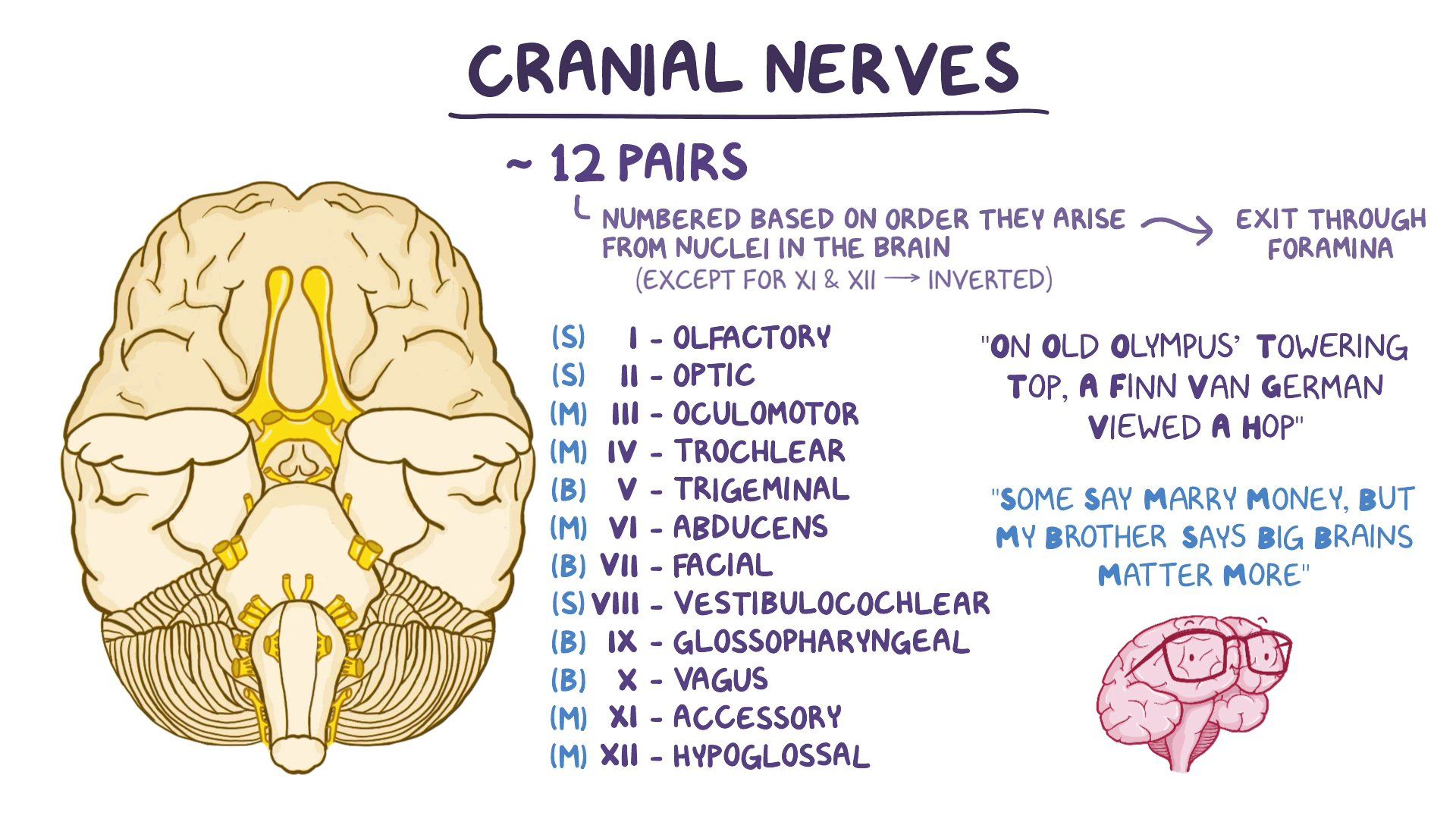 Cranial Nerves Quiz