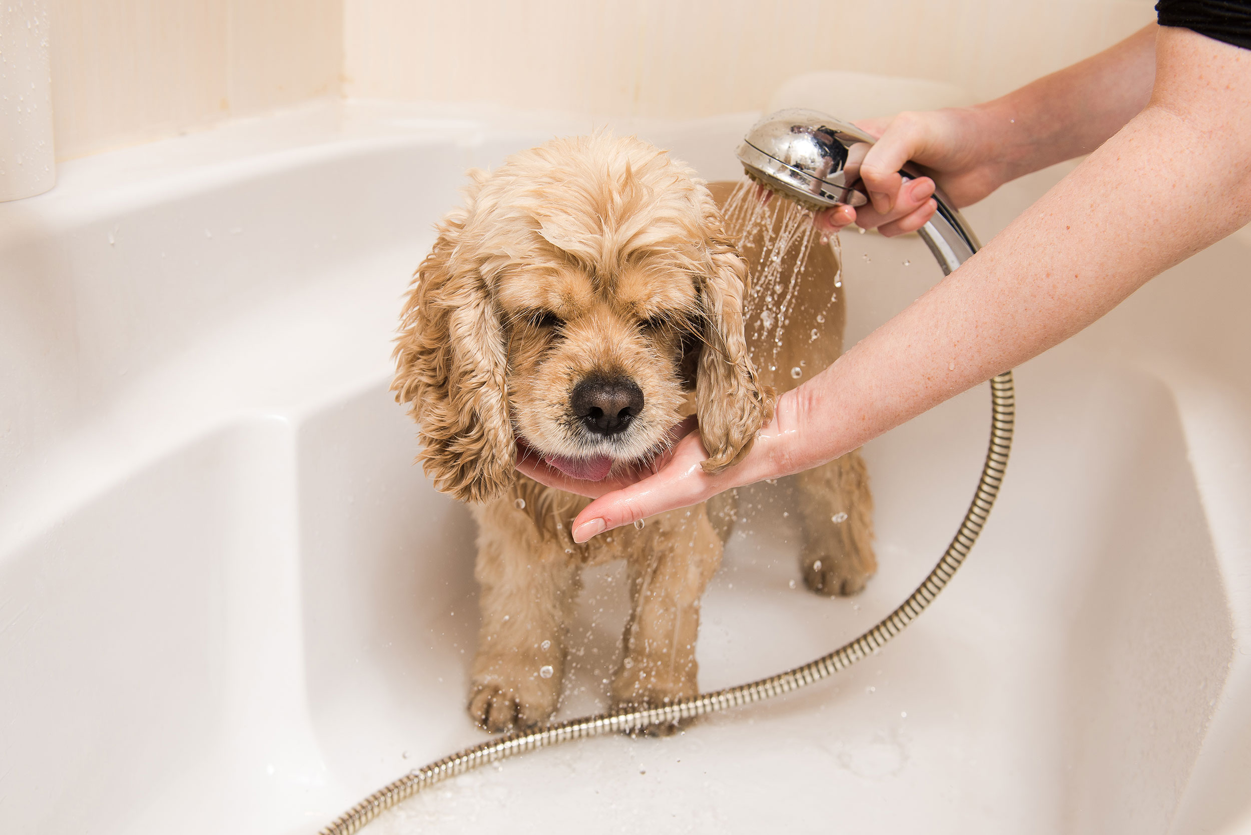 Creekside Pet Care Grooming Services