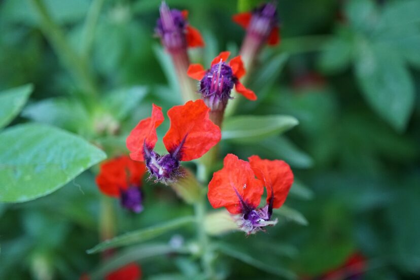 Cupheas Plant Care Guide