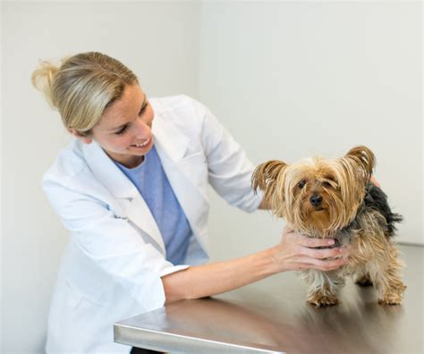 Dermatology Allergy Vrc