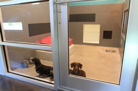 5 Disney Pet Care Tips