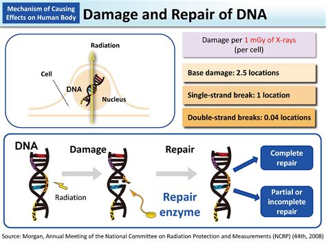 Dna Damage And Repair Nature