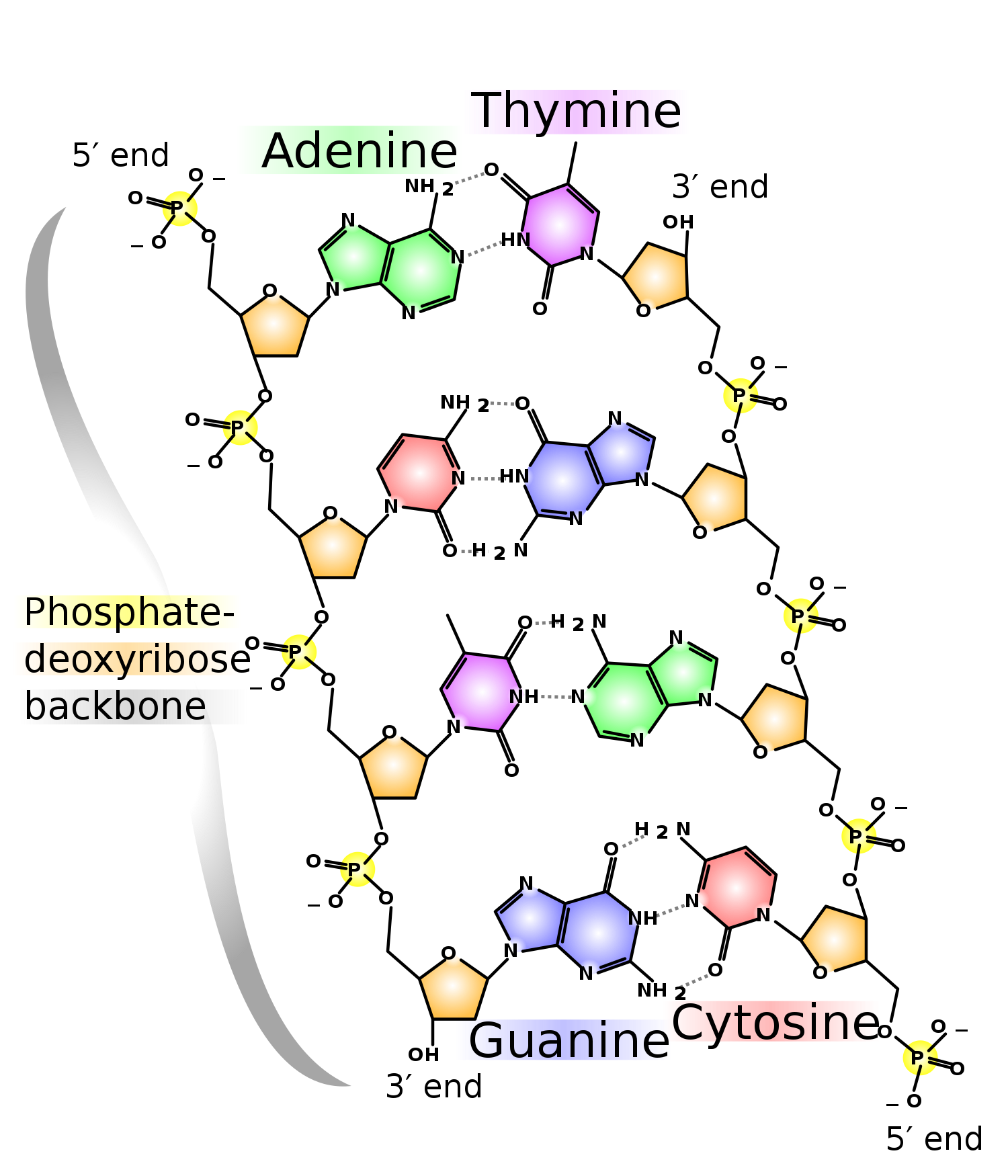 Dna Wheel Diagram