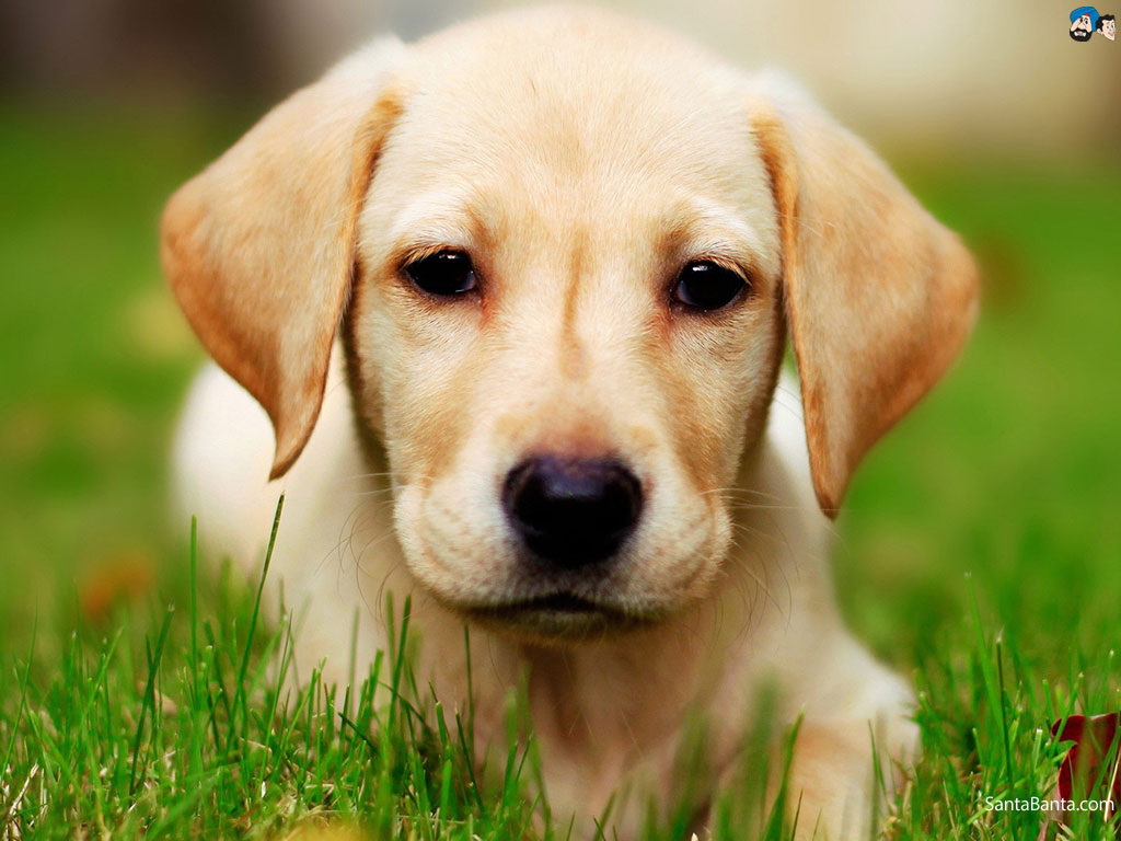 Dog Care Akron Barberton Veterinary Clinic