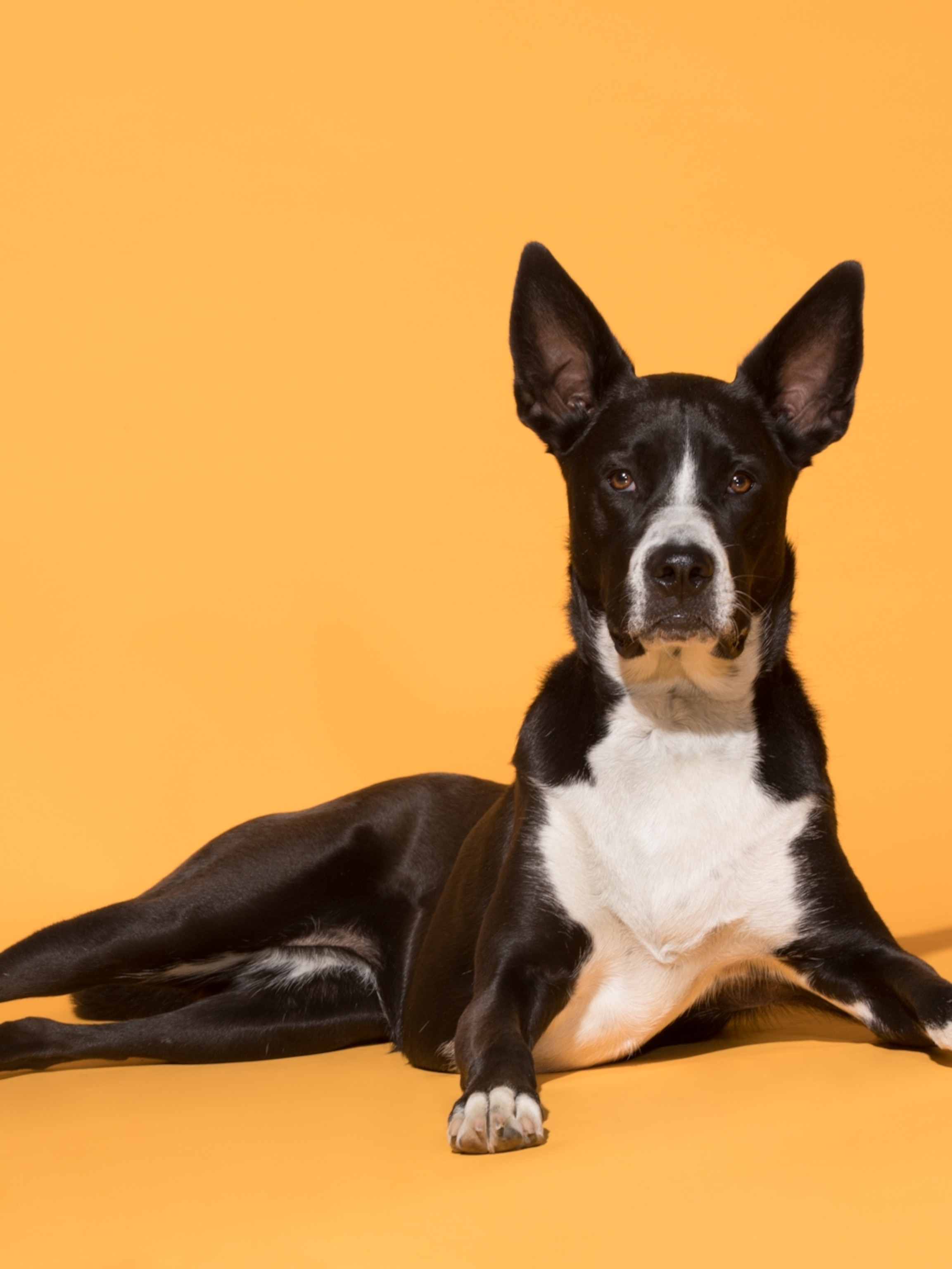 Elizabethtown PA Dog Day Care Services