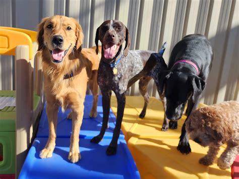 Indio Dog Day Care Services
