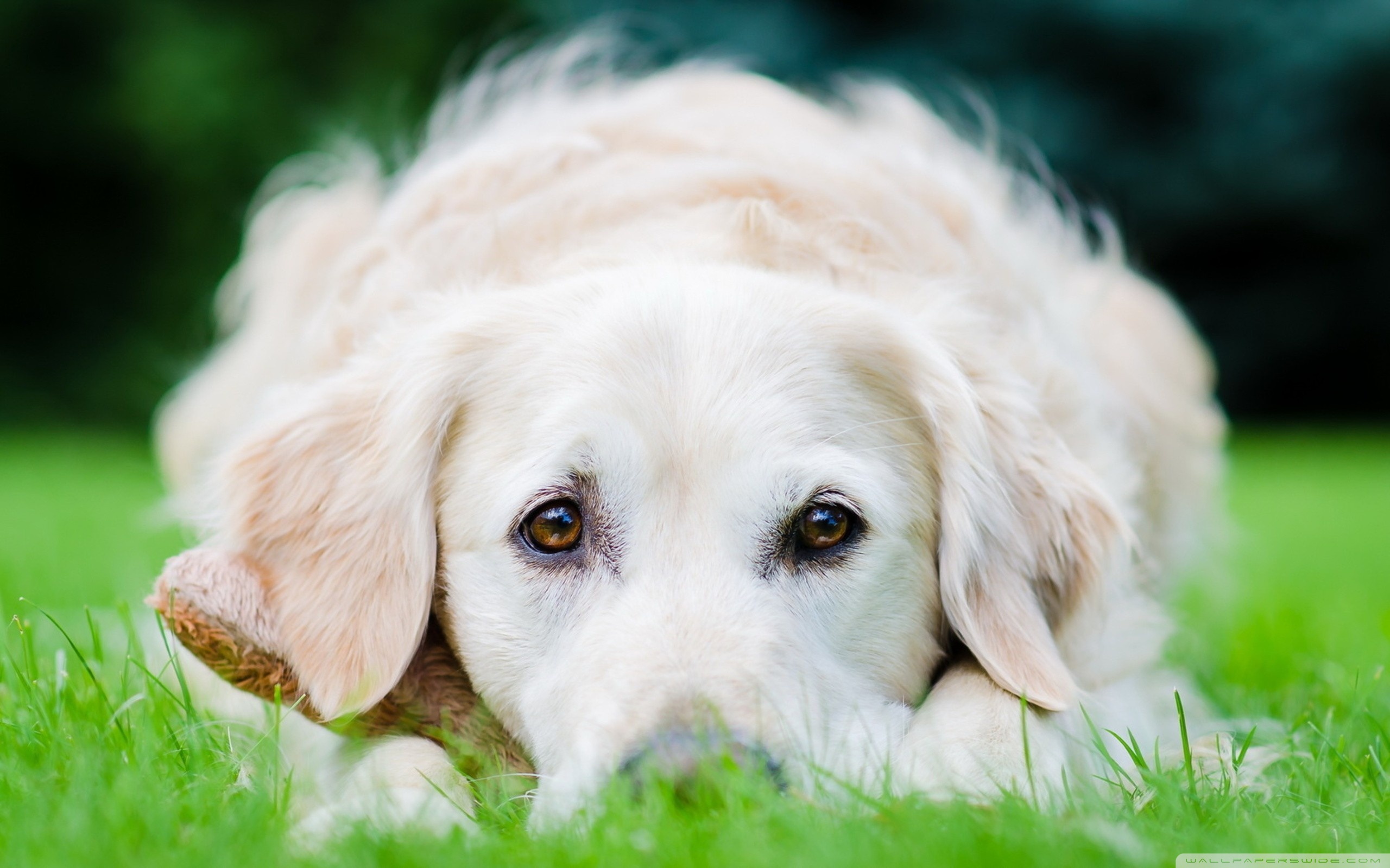 Mesquite TX Dog Day Care Center