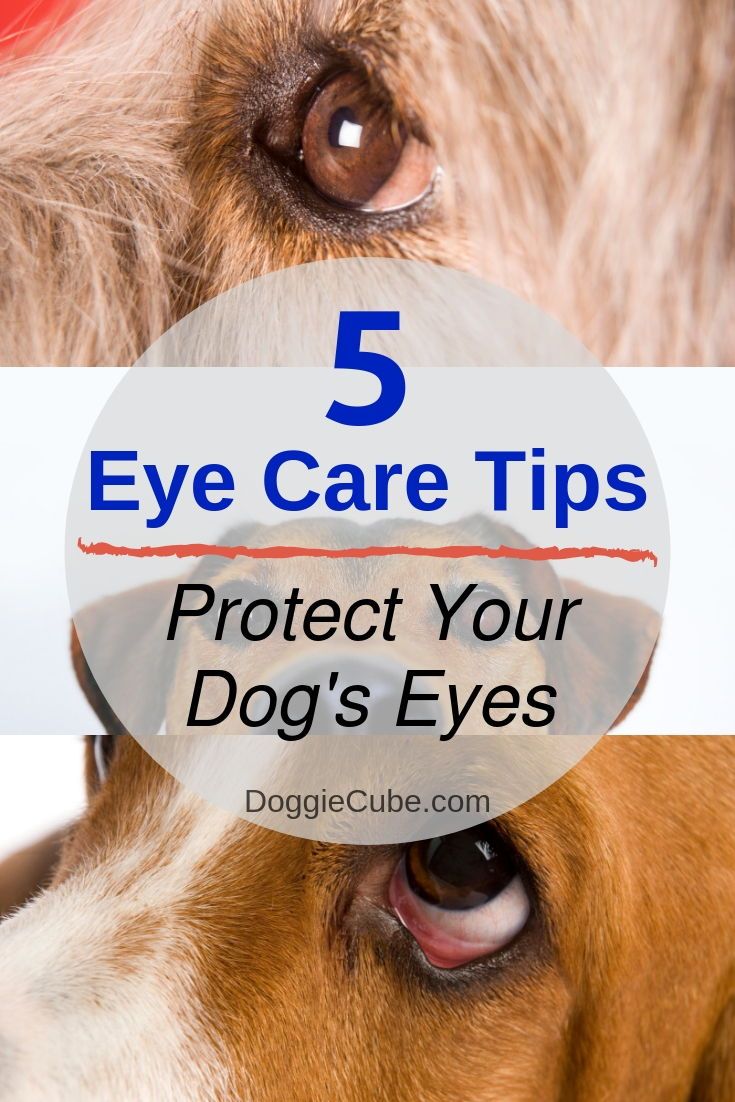 Dog Eye Care Tips