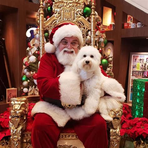Capture the Joy with Heartwarming Dog Santa Photos You’ll Love