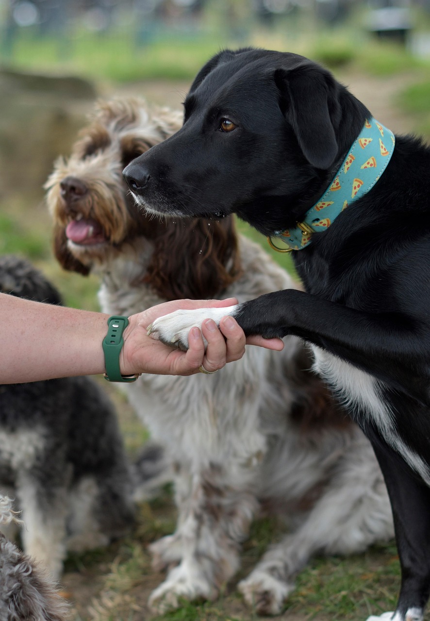 Doggie Daycare In Melbourne Dogdayz Doggie Daycare Services Doggie Daycare In Melbourne Dogdayz Doggie Daycare Services