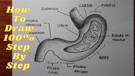 Drawings of the Stomach Compared to Artistic Anatomical Diagrams