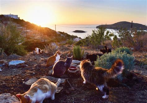 Dream Job Offers Opportunity To Move To A Greek Island And Get Paid To