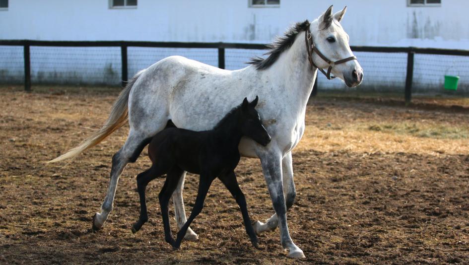 Equibase Horse Racing Horse Racing Entries Horse Racing Results